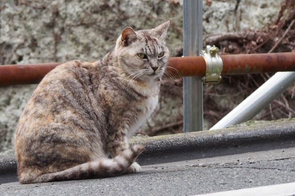 離れてハクを見る銀