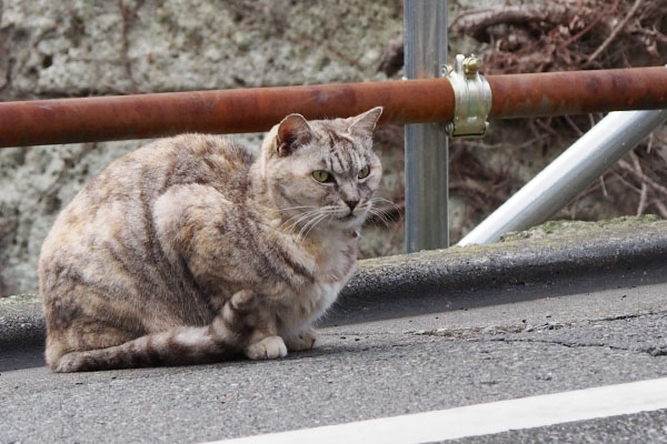 身を低くする銀