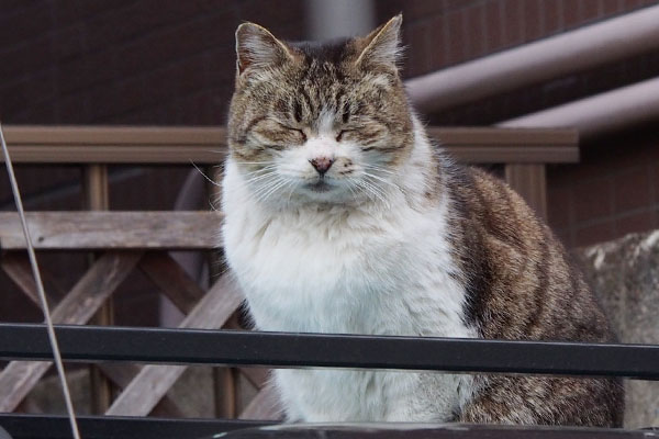 ぎゅっと目を閉じるももちゃん