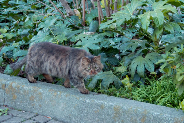 後ろにモフモフが来ていたマロン