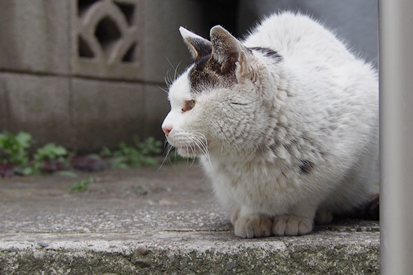 テンちゃんの横顔