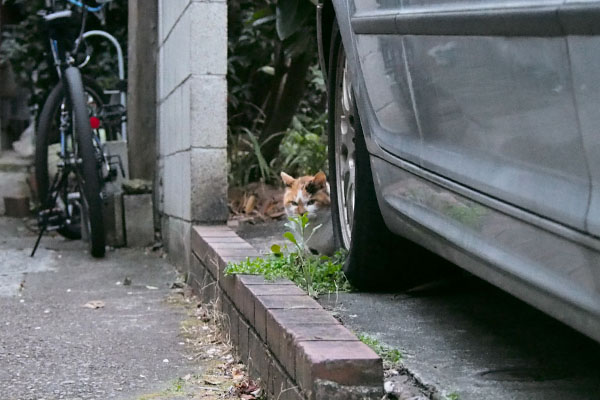 車の後ろに隠れるせん