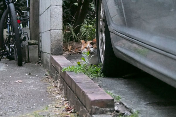 ニャー言うてるせん