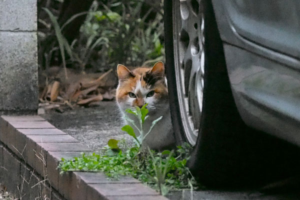 ちょいズーム草が邪魔