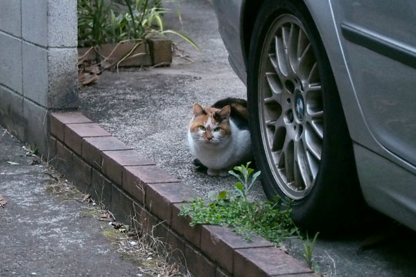 見上げるせん