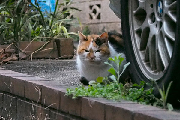 一瞬の迷惑そうな顔せん