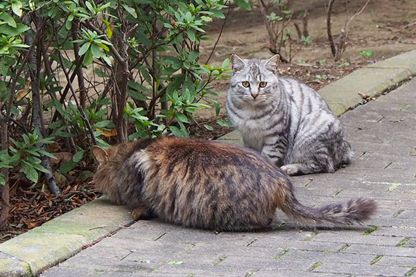 食べるマロンと見るシルバ