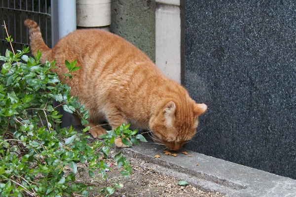 オヤツ進呈