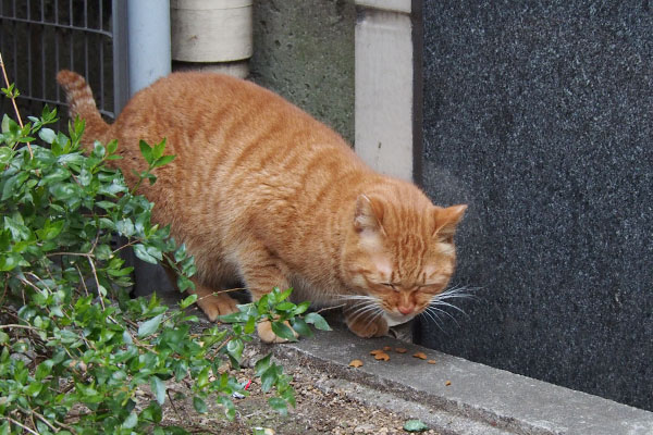 美味しい顔のカブ