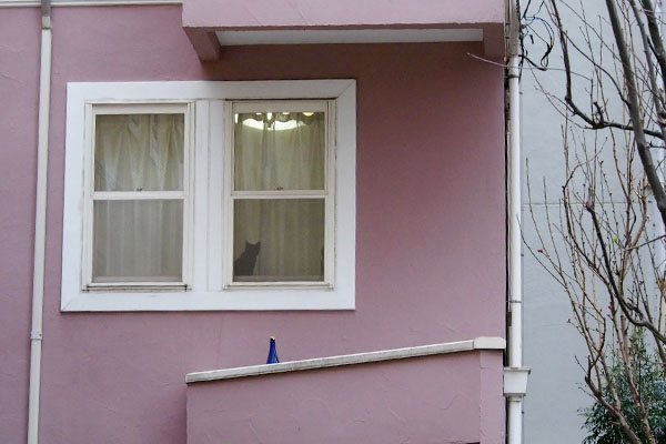 窓辺のにゃんこ黒猫ちゃん
