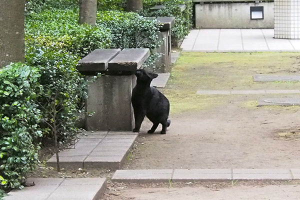 ベンチにスリスリ黒猫君