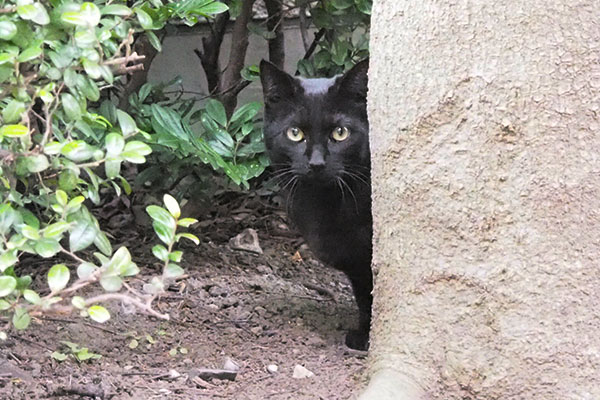 木の陰から覗くクリル