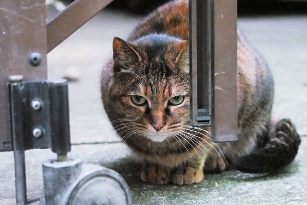 路地を抜けるとそこにアキちゃん