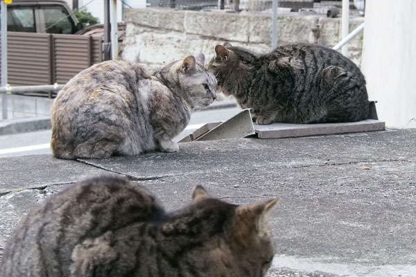 ちらっと見ているタビサンク