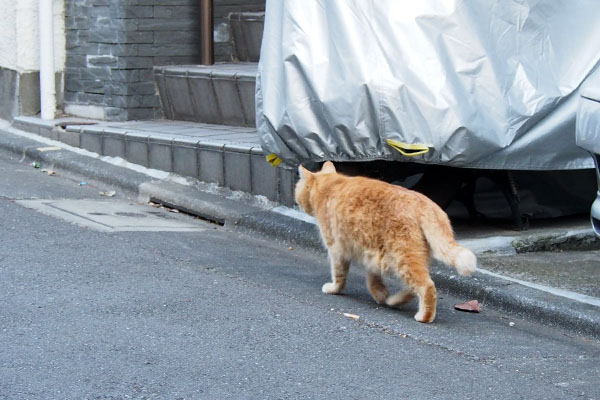 お腹たるんなジル