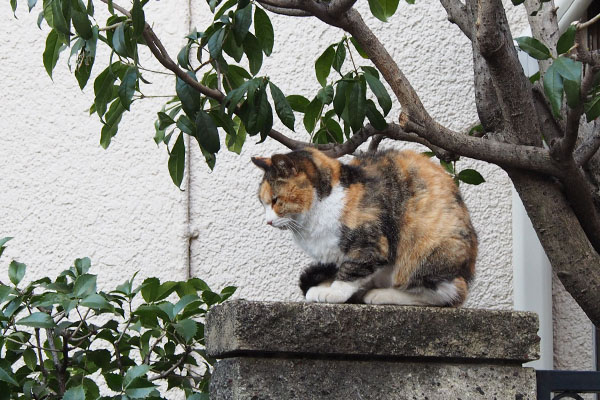 オトワちゃんは瞑想中