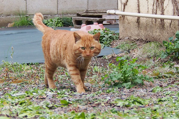 何か頂戴にゃ～トト