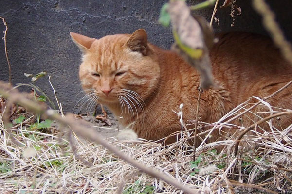 あんなの要らないにゃトト