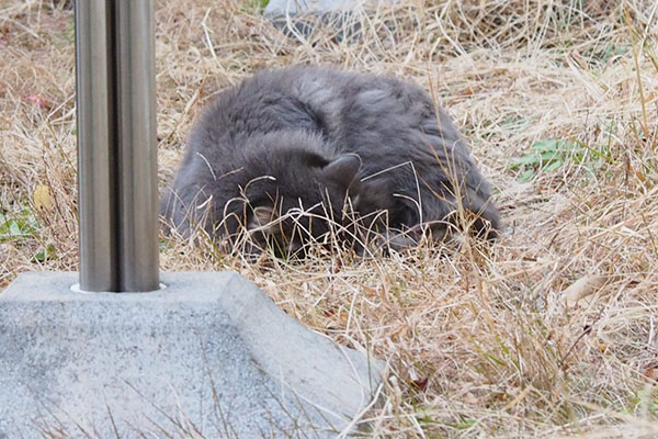 寝ているマフ