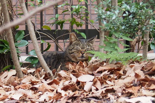 ぼへ～なリュウリュウ