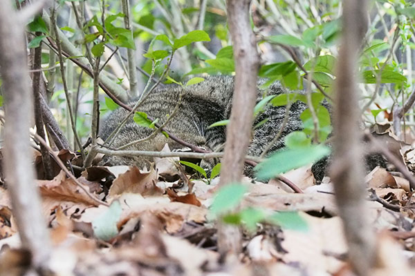 ２デイ寝ているリュウリュウ