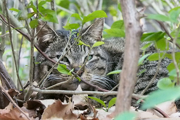 枝の隙間から見るリュウリュウ