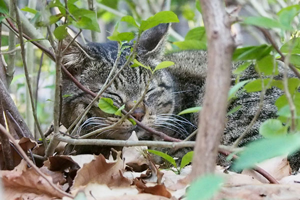 イカ耳しながら寝るリュウリュウ