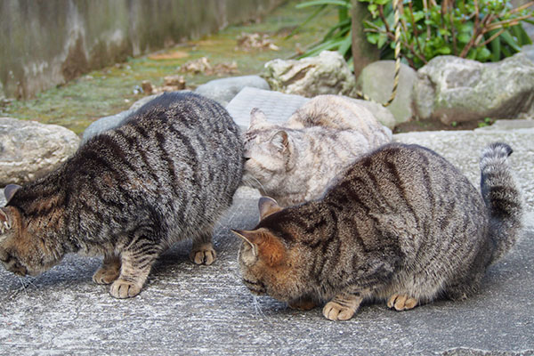 タビワンのお尻に銀１