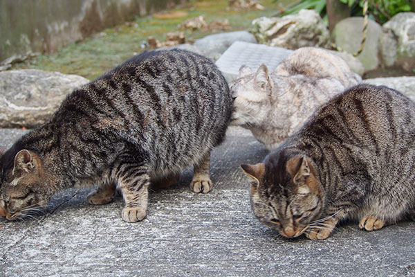 タビワンのお尻に銀２