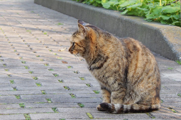 じーっと見ているサキ