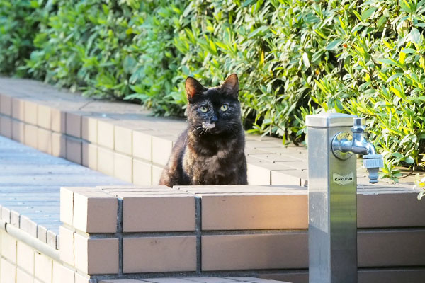 鳥が飛び立ったのを見るアンジュ