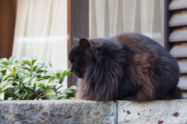 鬣が強調された横からのハリマ