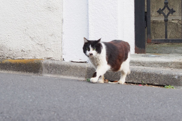 見てるカル