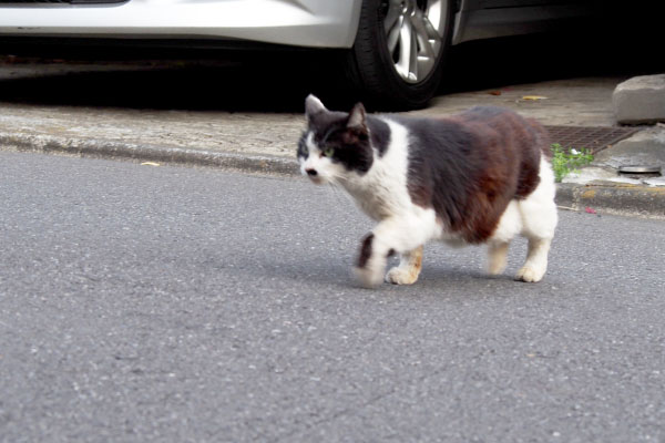 腰を落として走るカル