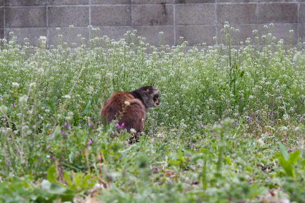 楽しそうなモフキジ君ナズナ群