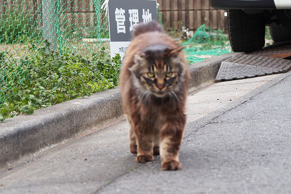 オヤツおくれなモフキジ君ボケ