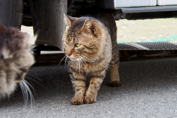 トッキーの目の前にモフキジ