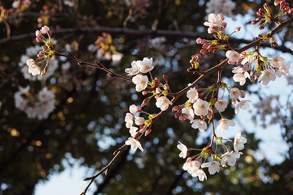 sakura whole view