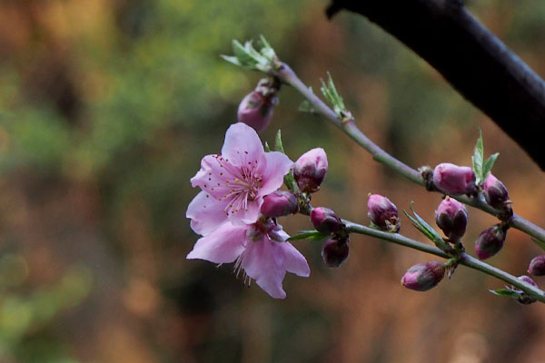 peach blossoms