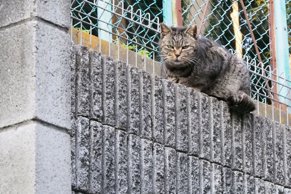 高い場所にタビッツ