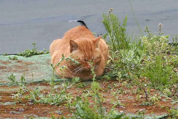 トト狸寝入り