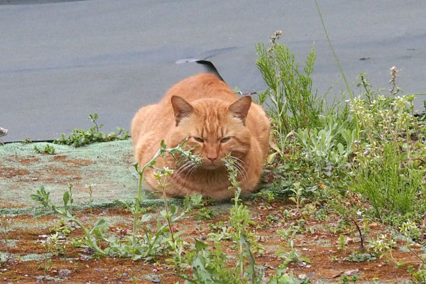 トト音に敏感