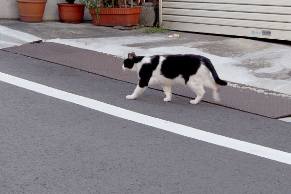 道路を渡る事にしたニコル