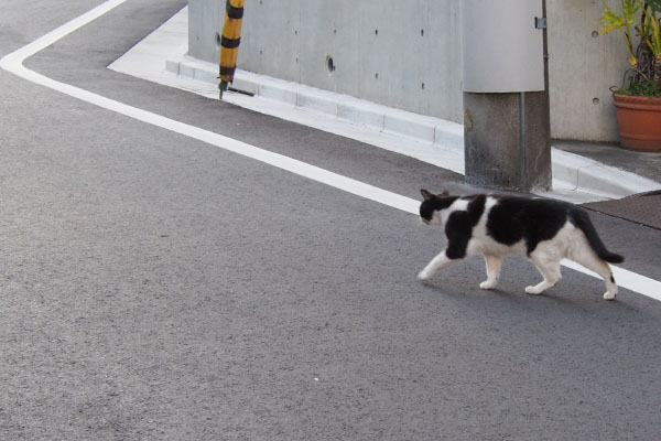 角から車が来るのを確認ニコル