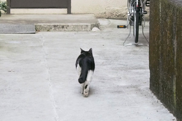 いつも通過するにゃんこ道