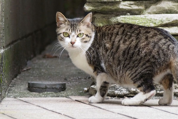 さくらまじまじと見る