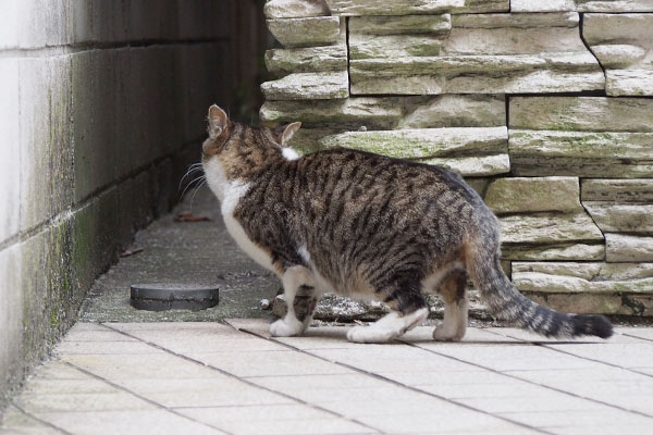 さくら視線外すが耳はコッチ