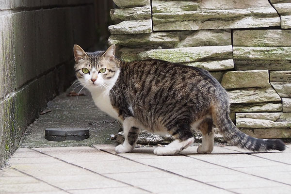 さくらそしてまたジッと見る