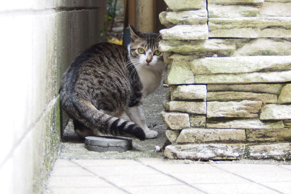 さくら壁の隙間振り返る耳