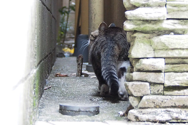 さくら上を見ながら奥へゆく